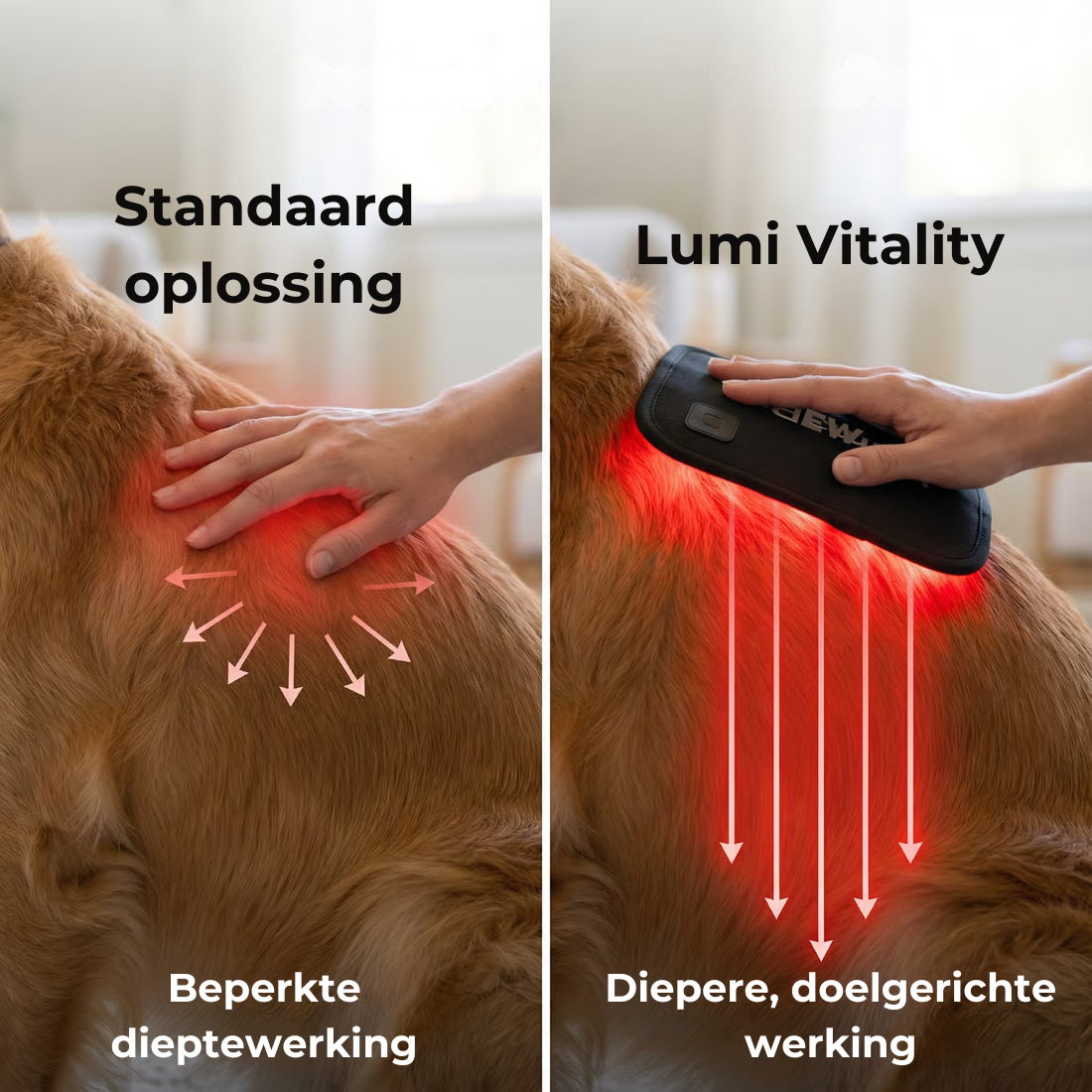 Lumi Vitality - Natuurlijke Ondersteuning voor Honden